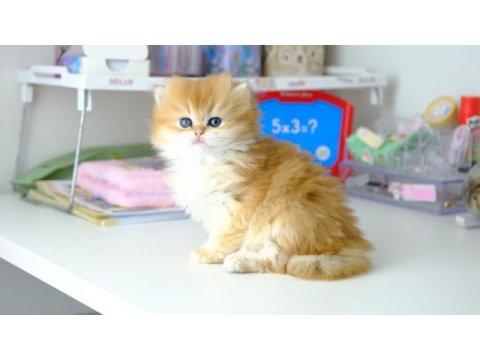 British longhair golden top kafa yavrumuz