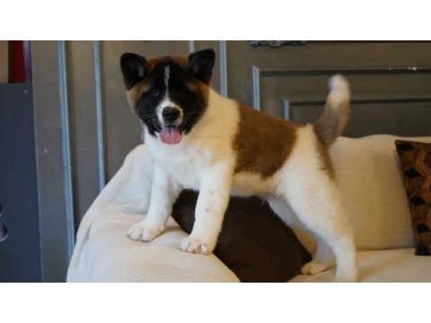 %100 akita  ınu yavruları  üst kalite