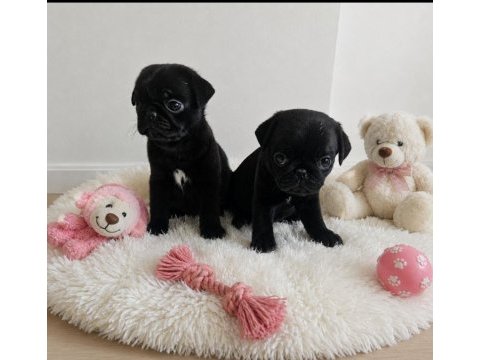 Pug mops yavruları