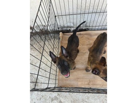 Belçika kurdu malinois a kalite