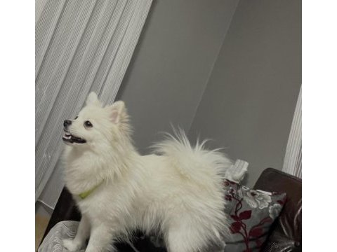 1.5 yaşında dişi pomeranian spitz