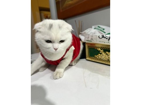 Kırık kulak cins kedimiz