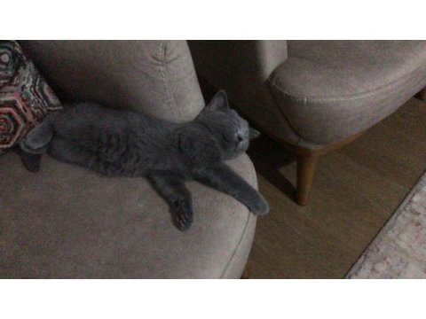 Yavru sevimli british shorthair