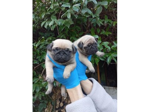 A kalite pug mops sıfır burun bebekler