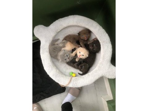 Rengarenk scottish fold yavrularımız sahiplerini bekliyor