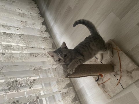 British shorthair 4 aylık