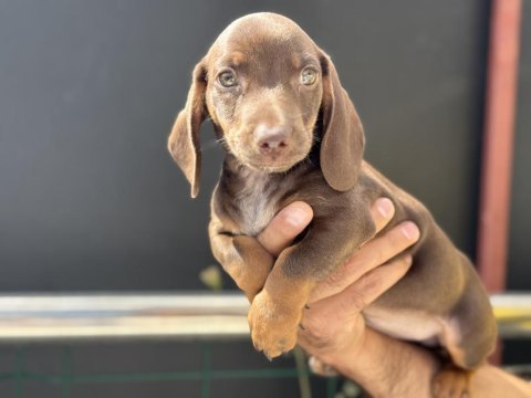 Petmode köpek çiftliğinden dacshund yavrumuz