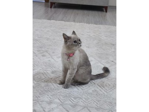British shorthair 22 aylik misiva kızımıza yeni yuva