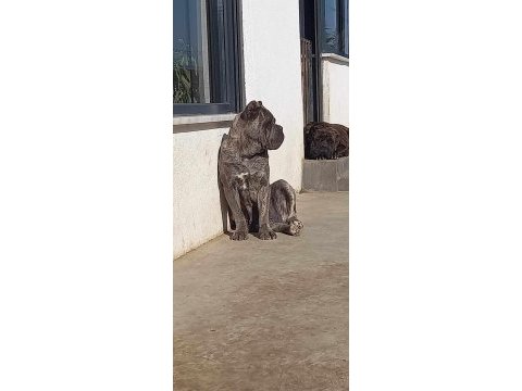 Cane corso 2 yaşında