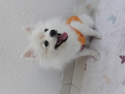 Pomeranian boo 7 aylık