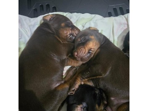 İzmirden safkan fcı belgeli doberman yavruları