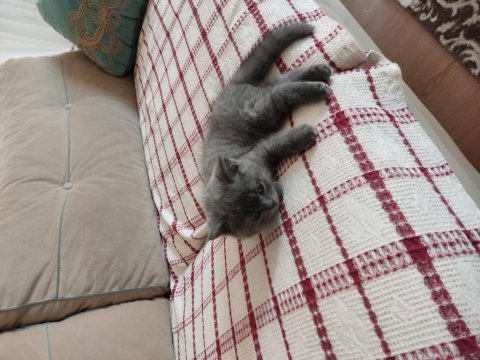 British shorthair oğlumuza yuva arıyoruz