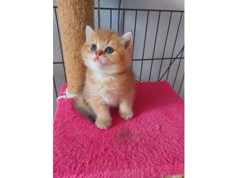 Safkan british shorthair secereli gold