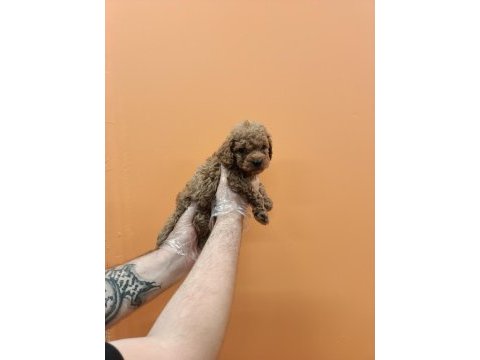 Irk garantili mükemmel toy poodle yavrular