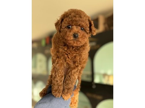 Wc eğitimli aşılı pasaportlu toy poodle yavrular