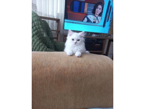 Anne altından erkek chinchilla