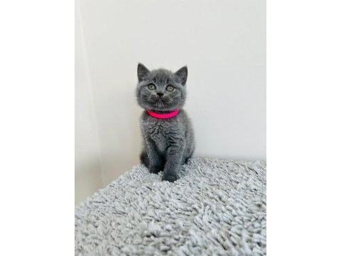 Gri brıtısh shorthair yavrular