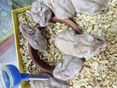 Hamster ele alışkın