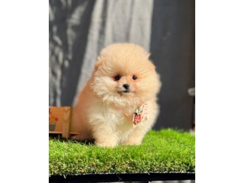 Safkan pomeranian yavru köpekler