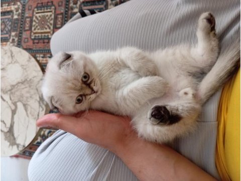 Scottish fold yavrusu