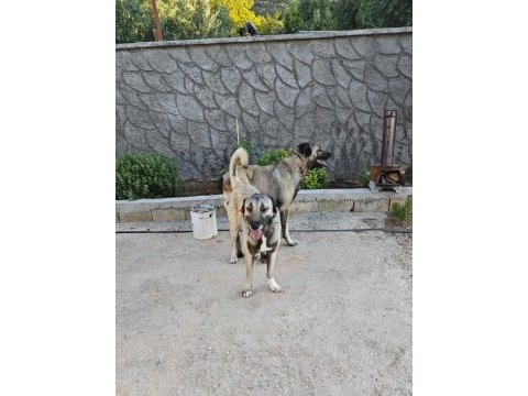 Safkan kangal köpeğimiz