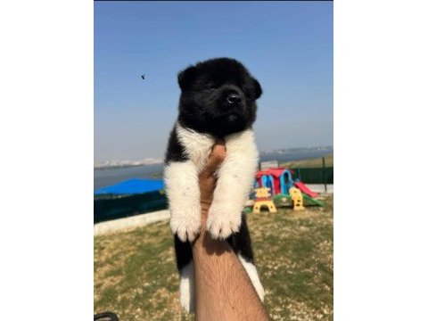 American dev akita aslanlar