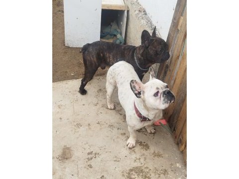 Fransız bulldog uygun