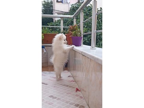 4 aylık spitz dişi köpeğimiz