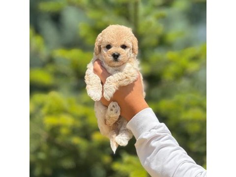 Sevimli erkek maltipoo yavrumuz