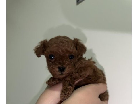 Kore teacup poodle