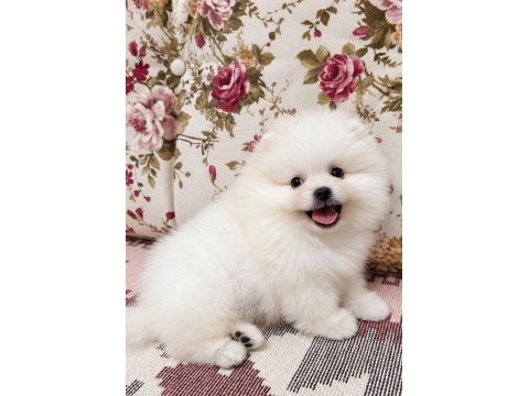 Gülen yüz ayı surat pomeranian boo