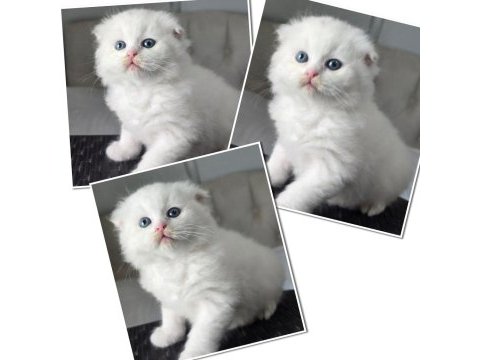 Bal gibi pamuk yavrular