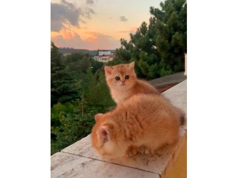 British shorthair golden erkek yavrular
