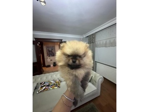 2 aylık erkek pomeranian