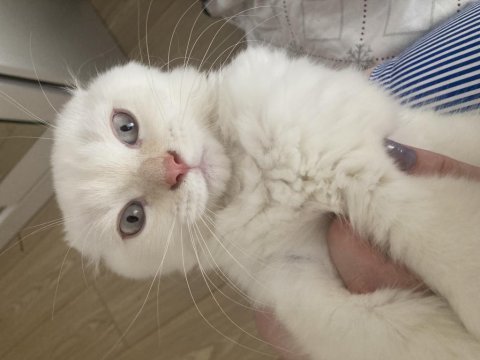 Mavi gözlü yakışıklı oğlum yeni sahibini arıyor chinchilla