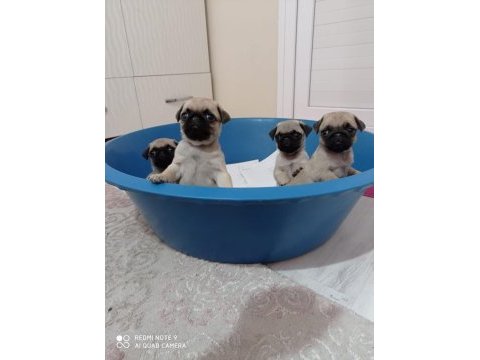 Pug yavruları geldi safkan orjinal