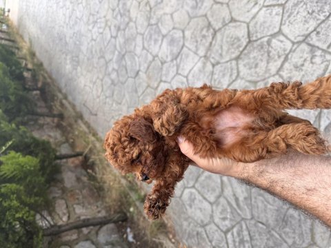 Teacup kan toy poodle bebekler