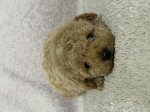 Kore kan toy poodle bebekler