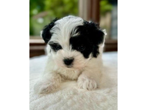 Morkie mavi boncuklarım kore