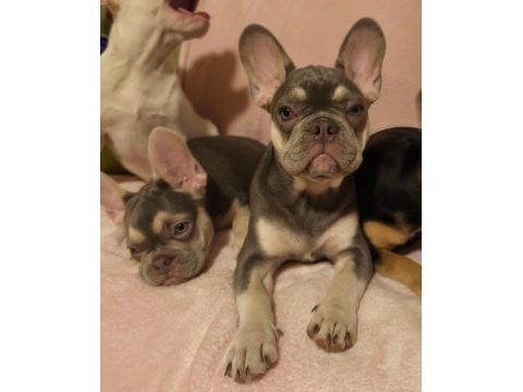 Aşılı ısabella ve fluffy taşıyıcı french bulldog kızlar