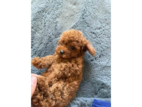 Erkek ve dişi poodle yavrularımız mevcuttur