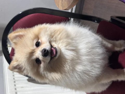 Pomeranian