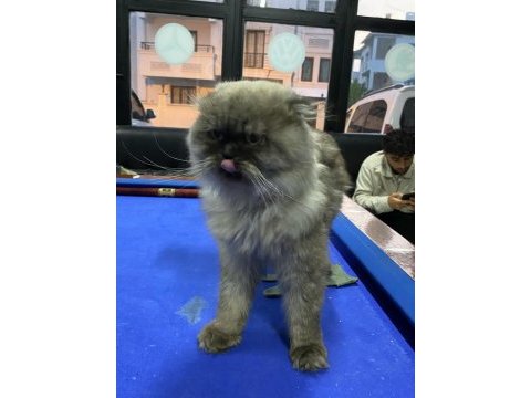 British slonghair casper yeni sahibini bekliyor