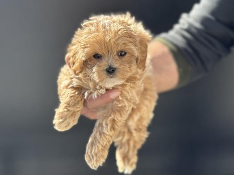 Ankarada yasal çiftlikde ziyarete açık maltipoo