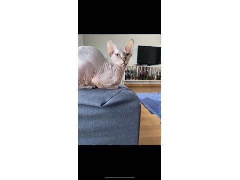 Sphynx kedisi dişi ücretsiz