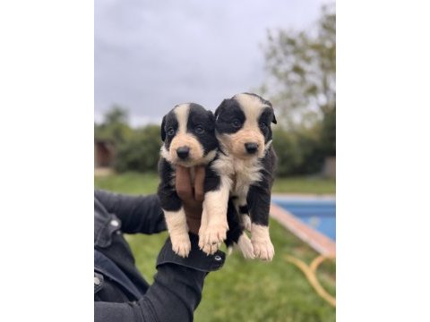 En zeki ırk border collie