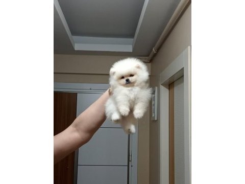 3 aylık erkek üst kalite orijinal pomeranian boo