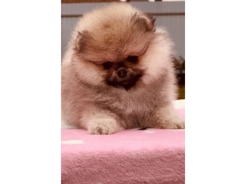 Pomeranian yavrular