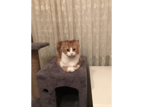 Kısır erkek kedimiz