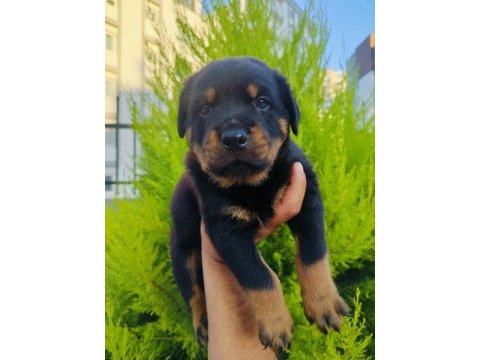 A kalite rottweiler yavruları